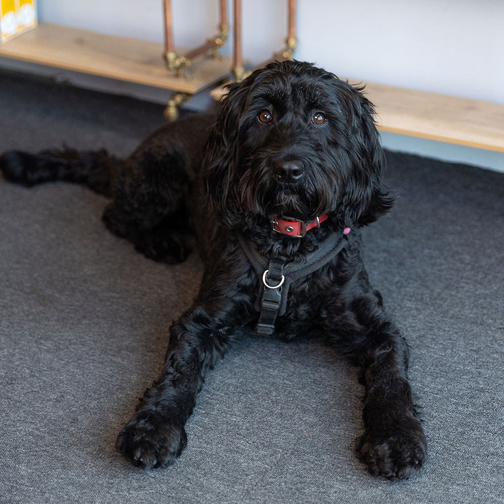 Fig the dog sat on the floor in the Stort Valley Gifting Hamper Hub